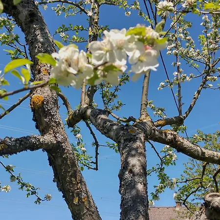 Nepo - Pur * Peratschitzen