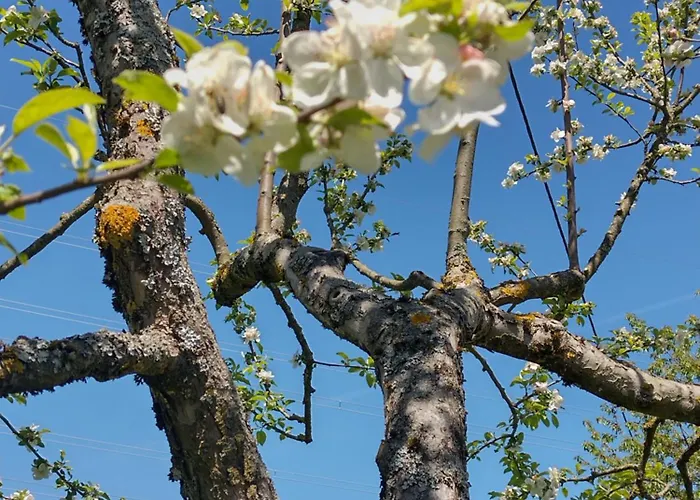 Nepo - Pur * Peratschitzen